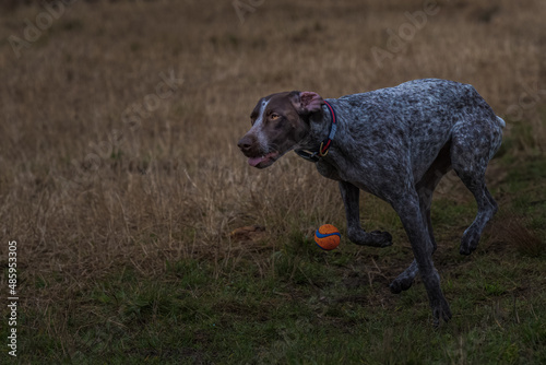 2022-02-08 A GERMAN SHORTHAIR POINTER RUNNING AFTER A ORANGE BALL AT THE OFF LEASH DOG PARK AT THE MARYMOOR PARK IN REDMOND WASHINGTON