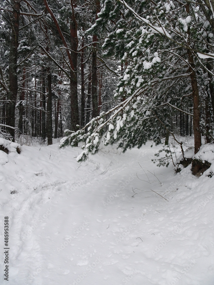 Fototapeta premium road in winter snowy pine forest, selective focus