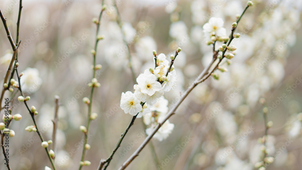 Obraz premium 咲き始めた梅園の白い梅