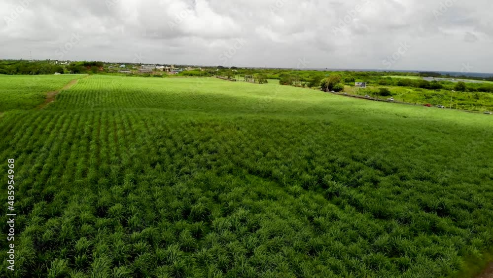 Aerial view on the sugar plantations in Mauritius 