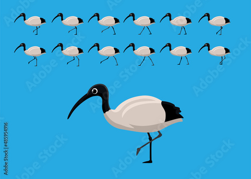 Australian White Ibis Walking Motion Animation Sequence Cartoon Vector Illustration photo