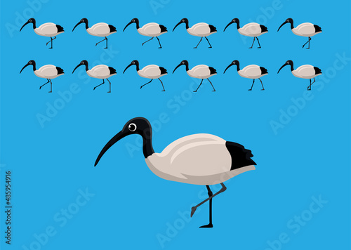 Australian White Ibis Walking Motion Animation Sequence Cartoon Vector Illustration