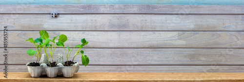 Seedlings growing in reused egg box on rustic wooden background, recycle and reuse to save money and grow your own food photo