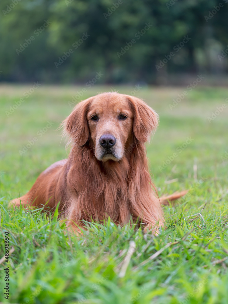 golden retriever lying on grass