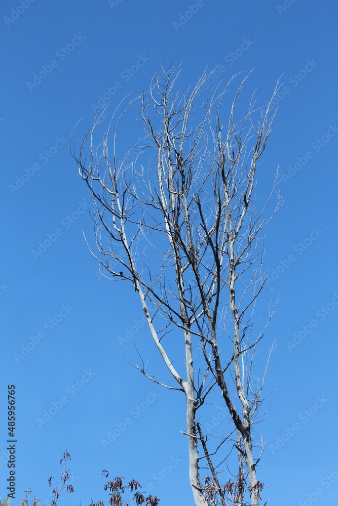 Top view of a leafless young tree, light blue skies in the background Top view of a leafless young tree, light blue skies in the background