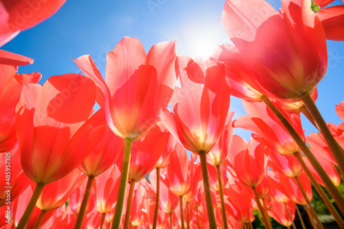 Fototapeta Naklejka Na Ścianę i Meble -  Red tulips against blue sky