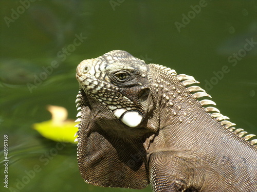 iguana