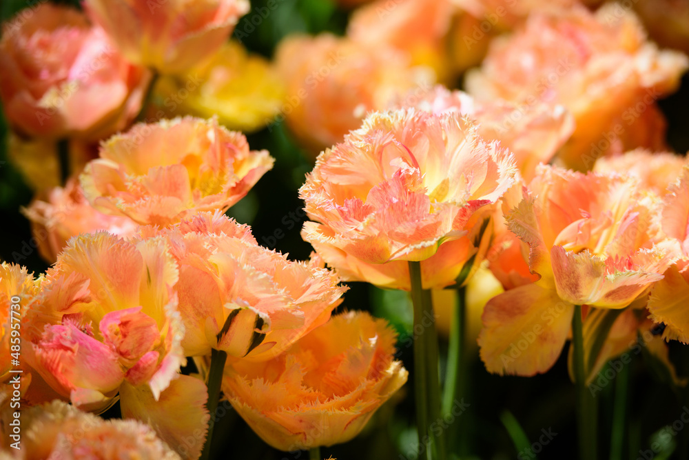 close up of tulips close up of tulips
