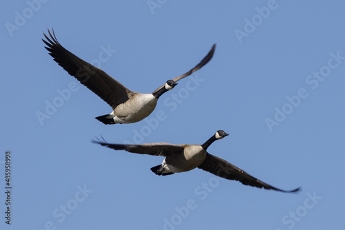 Canada Geese Flying. Santa Clara County, California, USA.