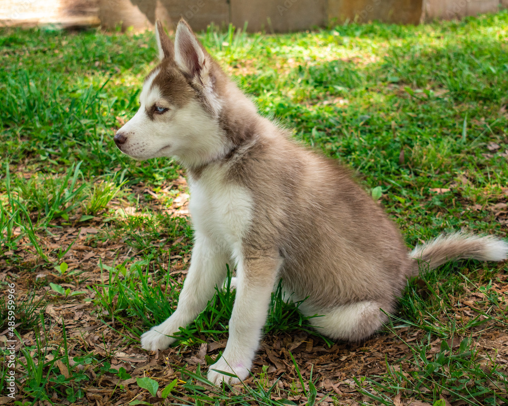 siberian husky puppy sitting
