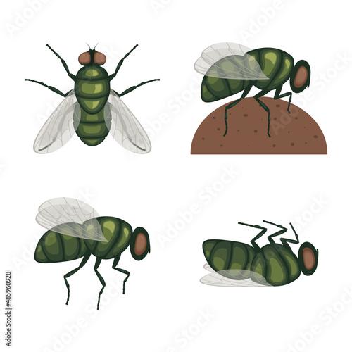 The green fly .Fly insect. Image of a fly top view. A flying insect. Vector illustration isolated on a white background