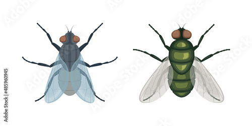 The green fly .Fly insect. Image of a fly top view. A flying insect. Vector illustration isolated on a white background