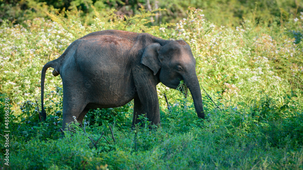 Fototapeta premium Young Asian elephant excrement while grazing in the grassy field.