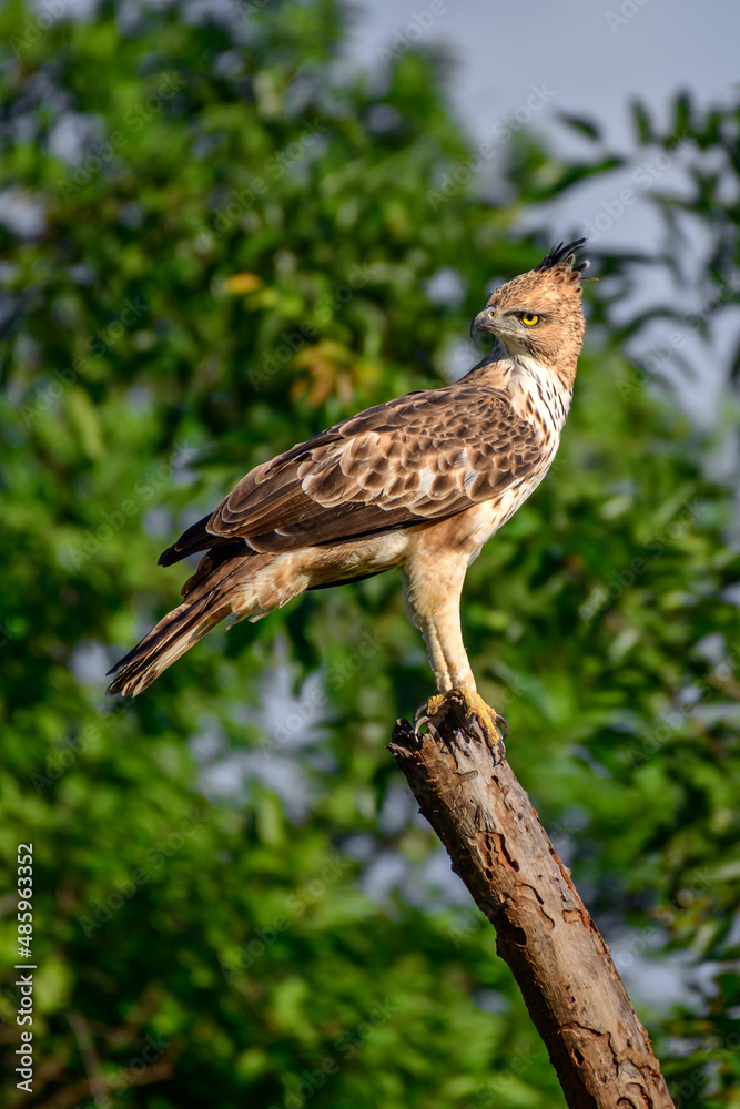 Crested hawk-eagle perched in a bare treetop in the evening at Udawalawa national park forest, Crested hawk-eagle is also known as changeable hawk-eagle (Nisaetus Cirrhatus). Crested hawk-eagle perched in a bare treetop in the evening at Udawalawa national park forest, Crested hawk-eagle is also known as changeable hawk-eagle (Nisaetus Cirrhatus).