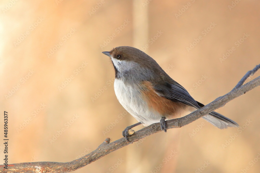 Obraz premium Boreal chickadee perched on a branch side view looking left