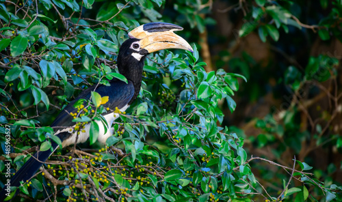 Malabar pied hornbill bird perched on a wild berry fruit tree. photo