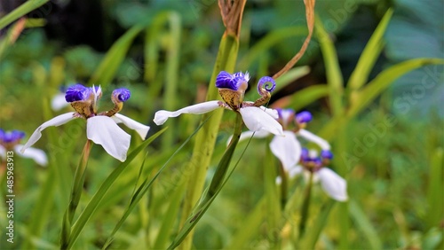 Neomarica gracilis also known as Brazilian Walking Iris or lily, Trimezia, Marica, Cypella photo