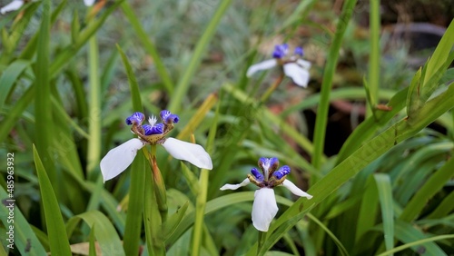 Neomarica gracilis also known as Brazilian Walking Iris or lily, Trimezia, Marica, Cypella photo