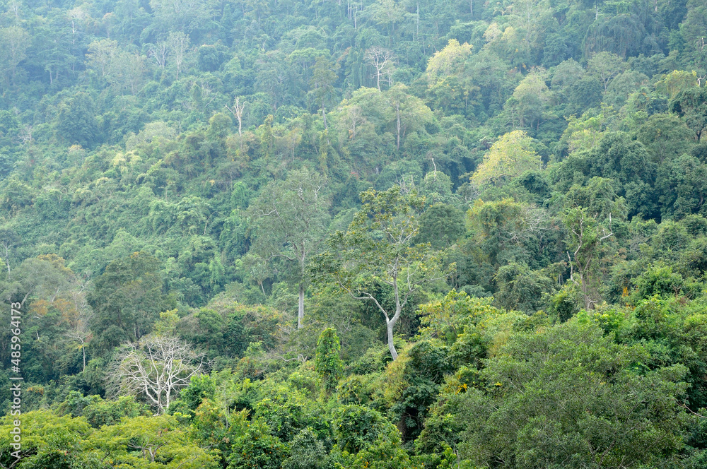 trees in the forest trees in the forest