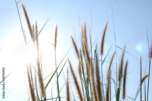 grass with sun light on blue sky