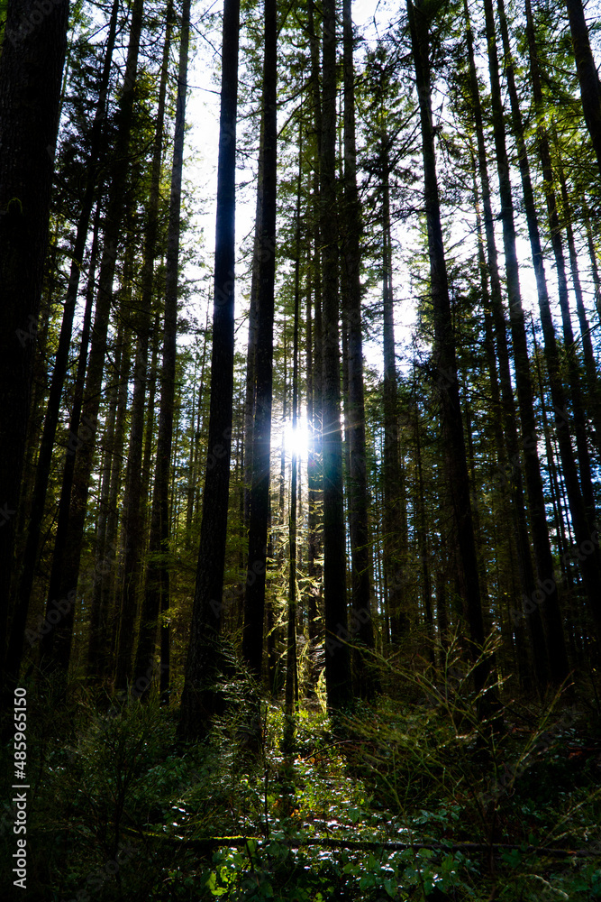 Sun shinning through trees on to forest floor in British Columbia, Canada Sun shinning through trees on to forest floor in British Columbia, Canada