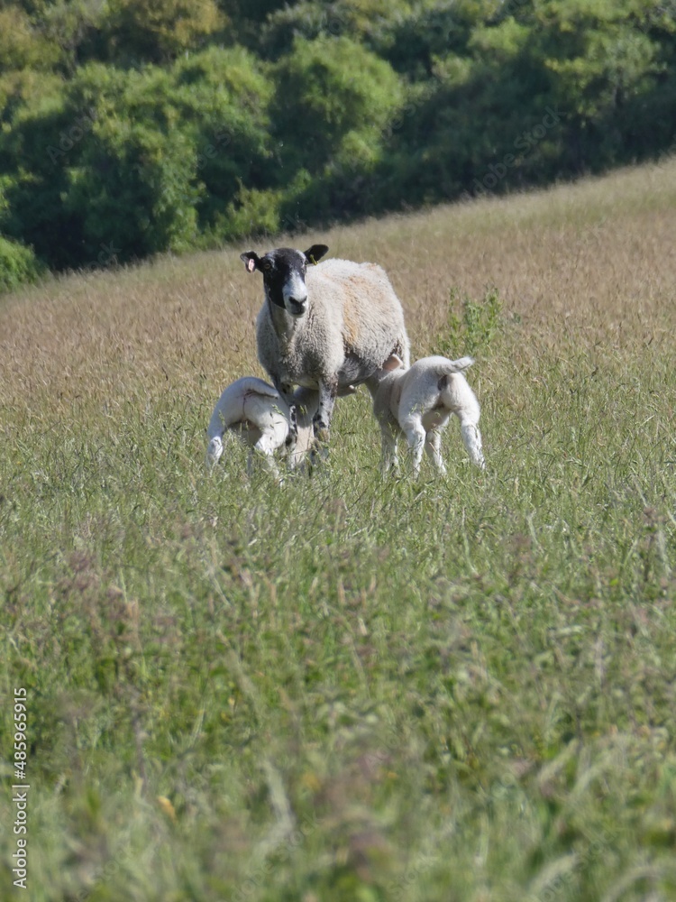 Baby Lambs Feeding From Mother In Nature Baby Lambs Feeding From Mother In Nature