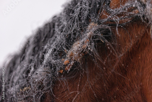 Snow and Burrs in Horses mane photo