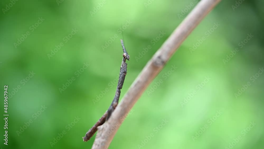 Pretending to be part of a small branch as captured by a macro lens while looking straight to the camera and then turns to its left to rock its body sideways, Praying Mantis, Phyllothelys sp.