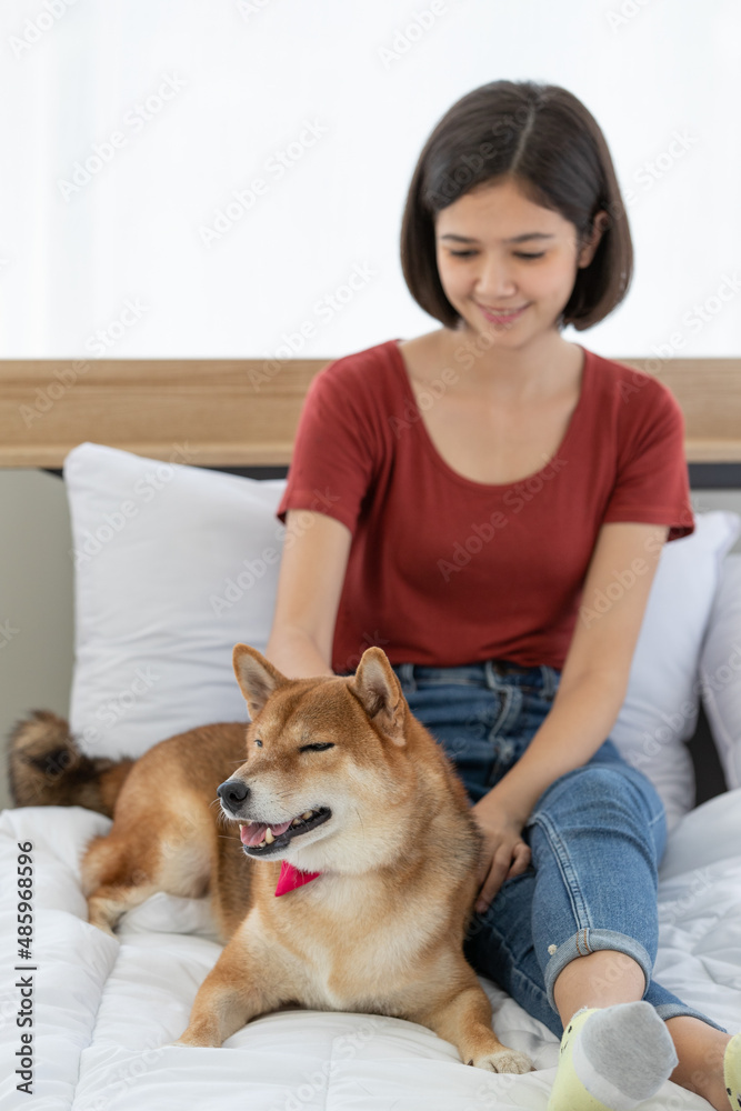 Portrait shot of little cute smart brown Shiba Inu dog wearing red bowtie sitting on bed in bedroom look at camera with Asian female girl owner smiling holding cuddling together in blurred background Portrait shot of little cute smart brown Shiba Inu dog wearing red bowtie sitting on bed in bedroom look at camera with Asian female girl owner smiling holding cuddling together in blurred background