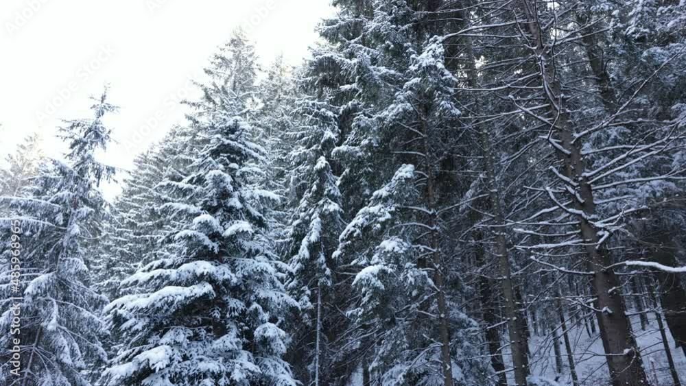 Fir and Pine Trees Covered with Snow in the Mountain Road - panning shot Fir and Pine Trees Covered with Snow in the Mountain Road - panning shot