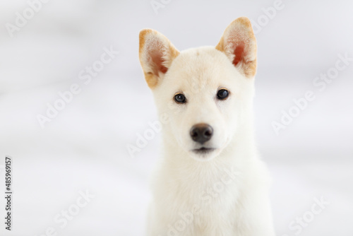 Portrait closeup studio shot of little cute adorable friendly white Japanese Shiba Inu purebred companion furry puppy dog sitting look at camera on blurred background with copy space for advertising