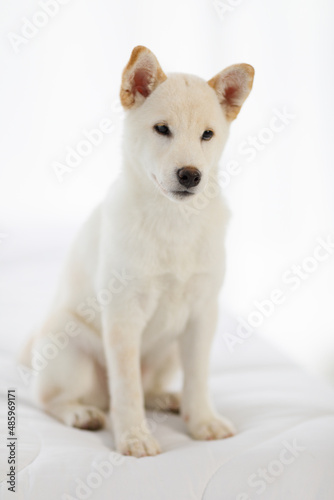 Portrait closeup studio shot of little cute adorable friendly white Japanese Shiba Inu purebred companion furry puppy dog sitting look at camera on blurred background with copy space for advertising