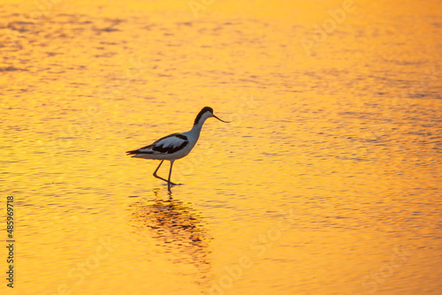 Water bird pied avocet  Recurvirostra avosetta  standing in the water in orange sunset light. The pied avocet is a large black and white wader with long  upturned beak
