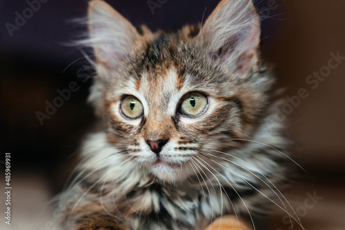A multi-colored fluffy kitten lies on the floor on a dark background.