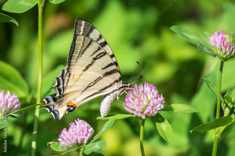 Beautiful Butterfly Scarce Swallowtail, Sail Swallowtail, Pear-tree Swallowtail, Podalirius. Latin name Iphiclides podaliriu. Butterfly collects nectar on flower.