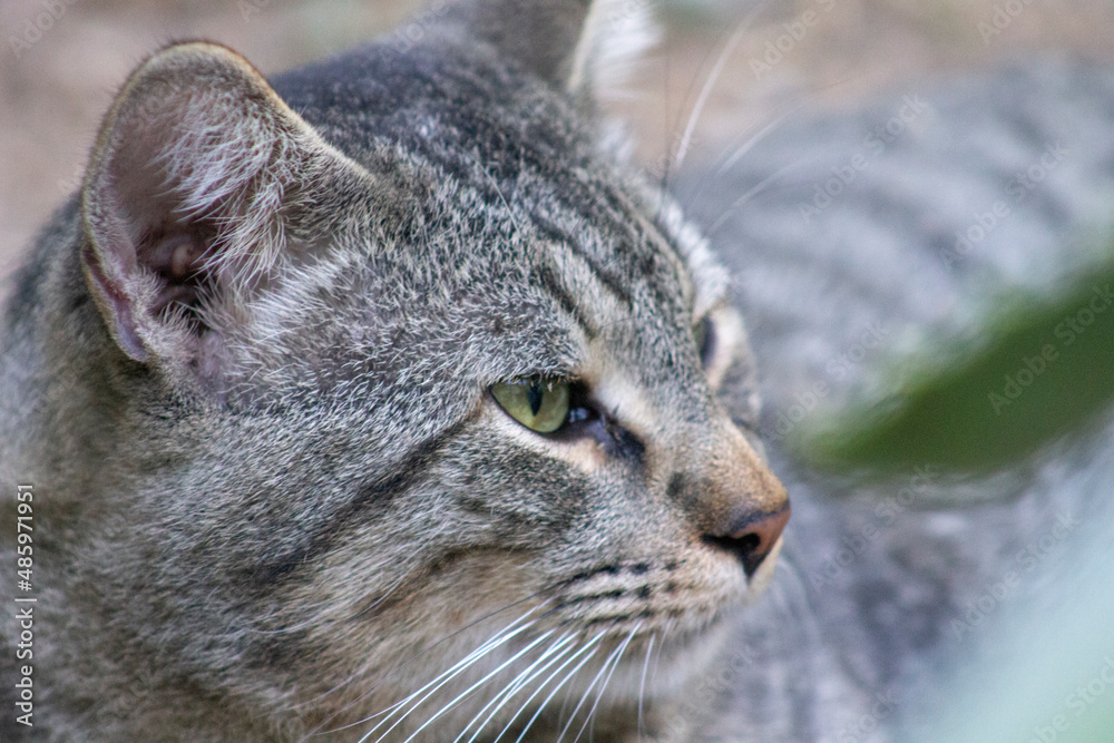 gato borrado gato borrado