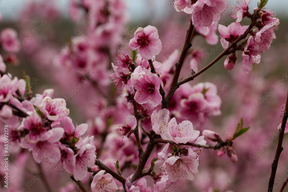 Beautiful Pink Peach Blossoms in a Garden Beautiful Pink Peach Blossoms in a Garden
