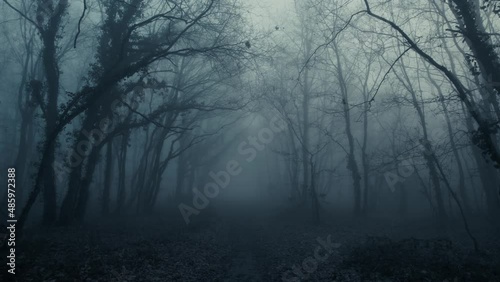 Foggy dark mysterious forest pathway from horror scene, dolly forward from slow to fast photo