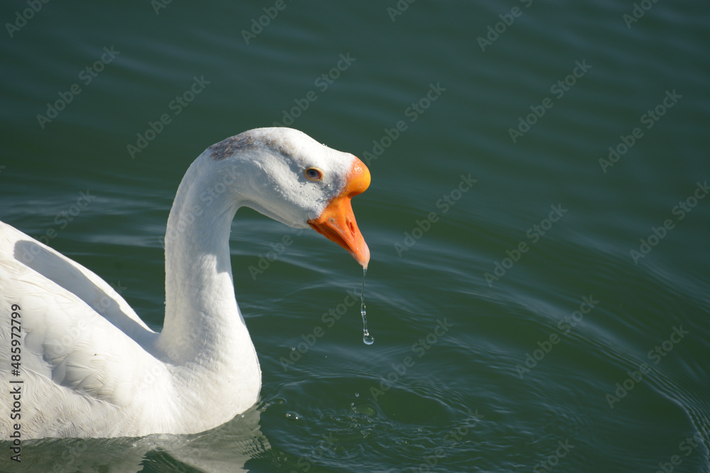 Obraz premium ガチョウ