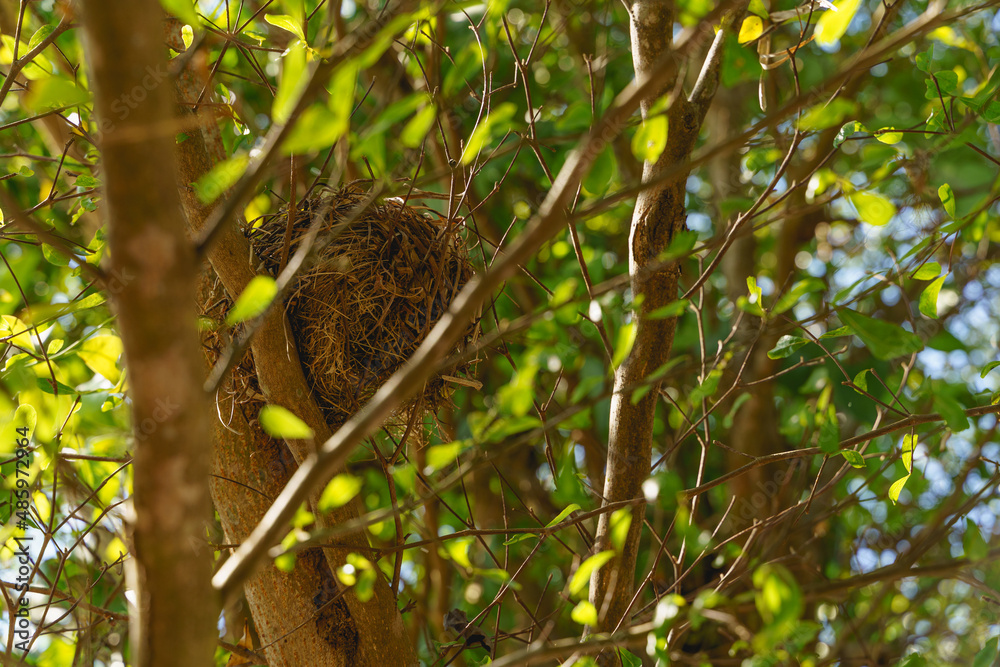 Bird nest on the branch of the tree.