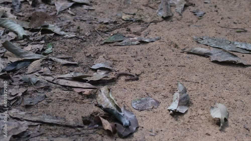 Razorjaw Ants, Leptogenys feasting on an earthworm that is helpless at a forest ground in Khao Yai National Park, Thailand. Razorjaw Ants, Leptogenys feasting on an earthworm that is helpless at a forest ground in Khao Yai National Park, Thailand.