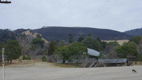 Blackened Burned Mountain day after Wakakusa Yamayaki Burning Mountain Festival photo