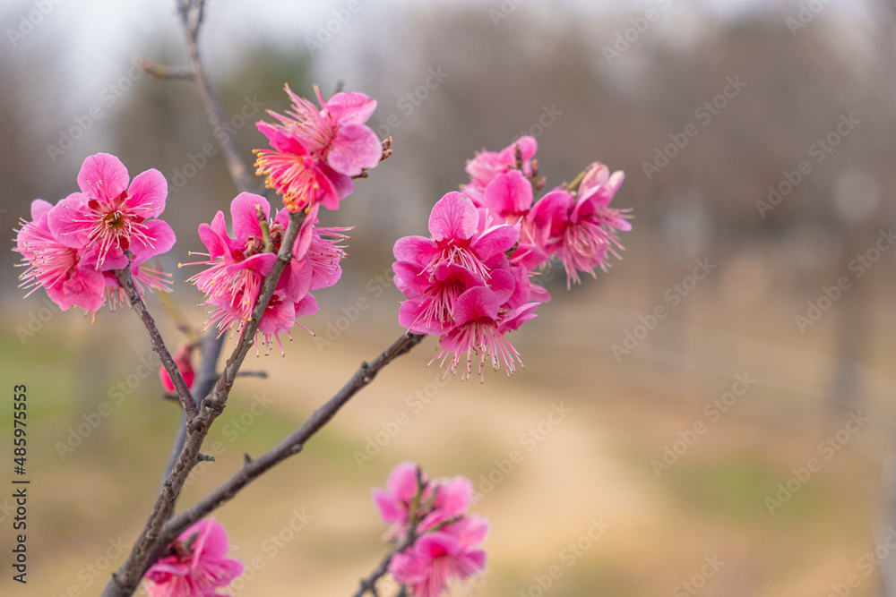 Fototapeta premium The plum blossoms are the first to announce spring.