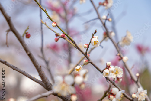 The plum blossoms are the first to announce spring.
