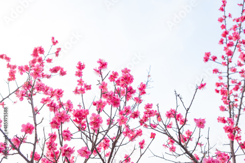 The plum blossoms are the first to announce spring.