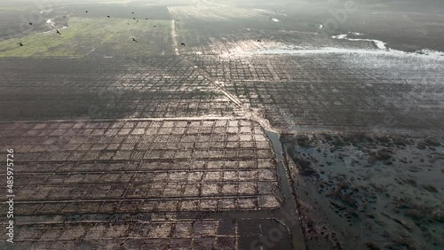 Huge damage of flood from Strong wind and heavy summer storm. Climate change create strong storm destroy farmer's crop plant. photo