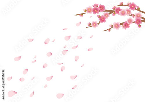 桜_花吹雪_1_白