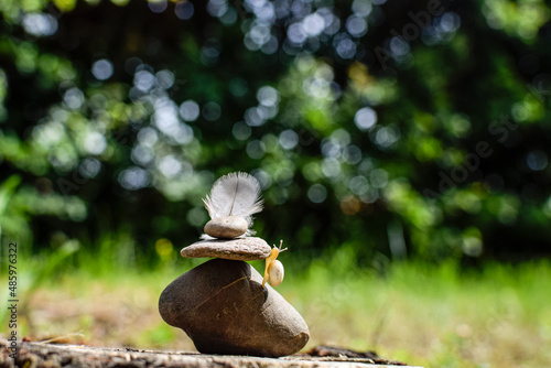 Snail on the rock