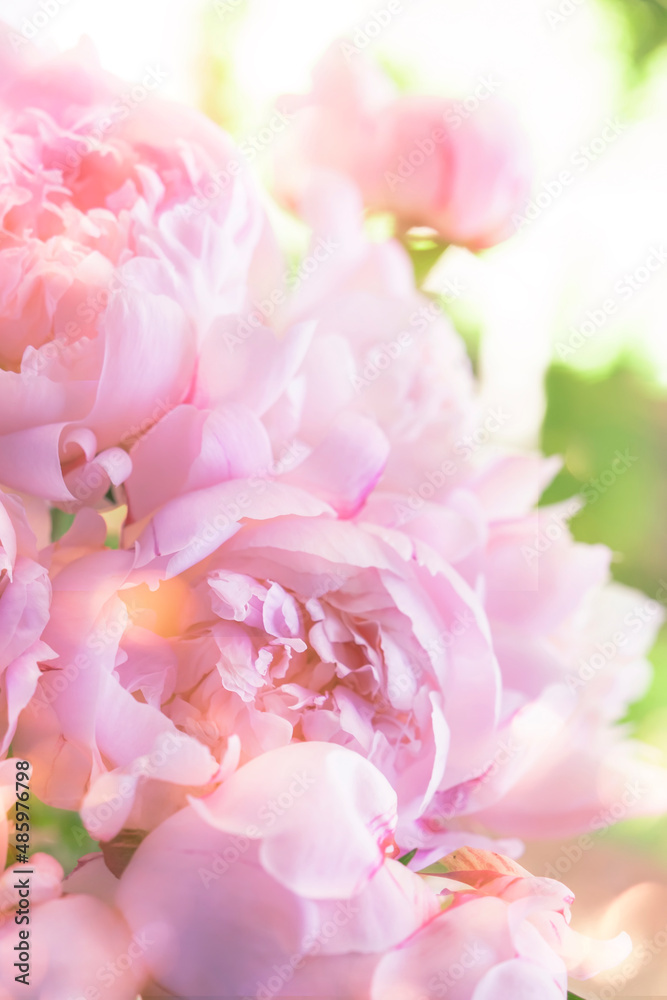 Gorgeous delicate pink peonies on a green natural background, lovely spring composition