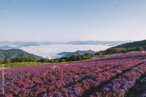 lavender, flowers, purple flowers, mountain, sky, clouds, nature, recreation, summer, spring, greenery